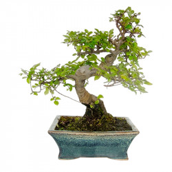 BONSAI OKAZAKI
