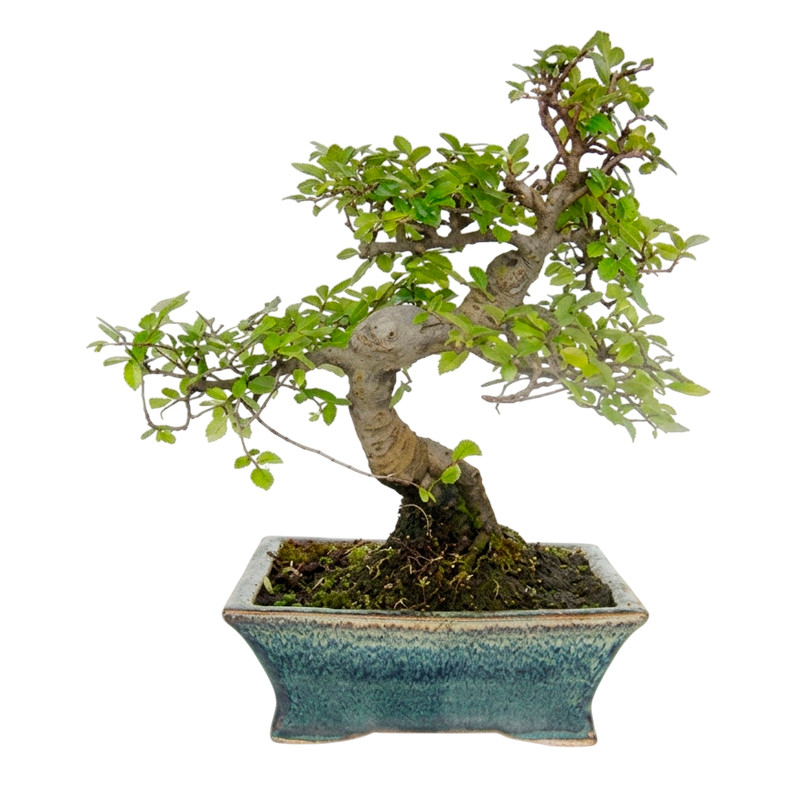BONSAI OKAZAKI