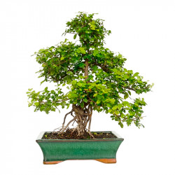 BONSAI SAPPORO