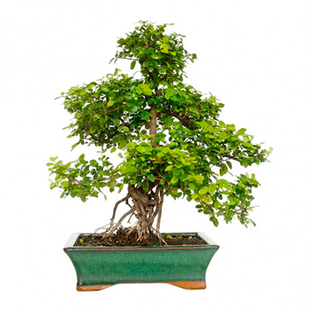 BONSAI SAPPORO