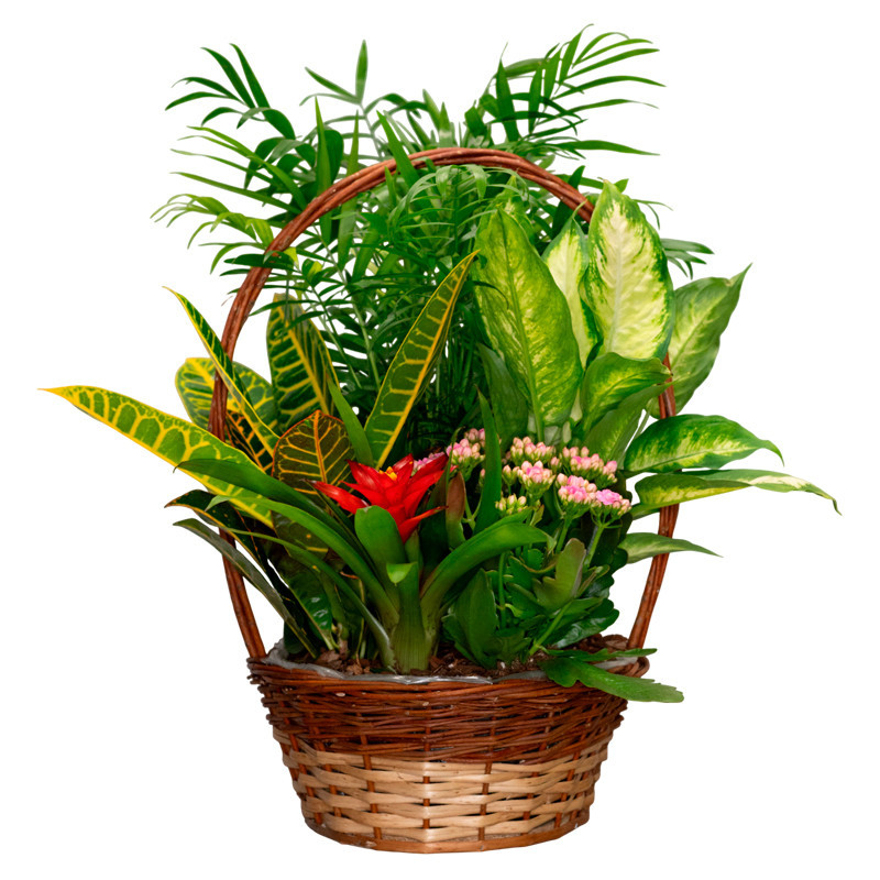 CESTA DE PLANTAS AMAZONÍA
