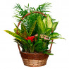 CESTA DE PLANTAS AMAZONÍA