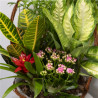 CESTA DE PLANTAS AMAZONÍA