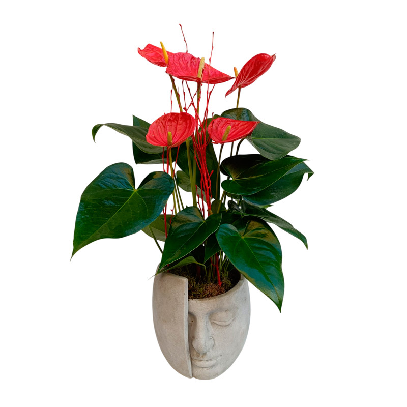 ANTHURIUM CON ESCULTURA