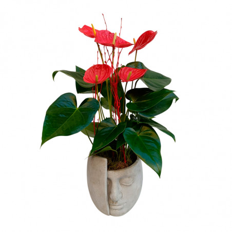 ANTHURIUM CON ESCULTURA