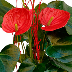 ANTHURIUM CON ESCULTURA