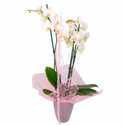 ORQUÍDEA BLANCA & KIT DE RELAJACIÓN PARA MAMÁ