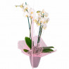 ORQUÍDEA BLANCA & KIT DE RELAJACIÓN PARA MAMÁ
