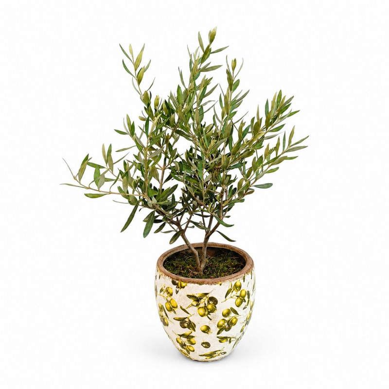 OLIVO