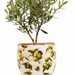 OLIVO
