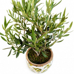 OLIVO