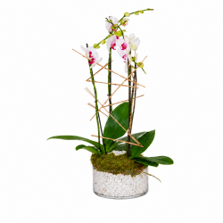 ORQUÍDEAS EFECTO