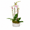 ORQUÍDEAS EFECTO