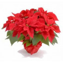 FLOR DE PASCUA 697