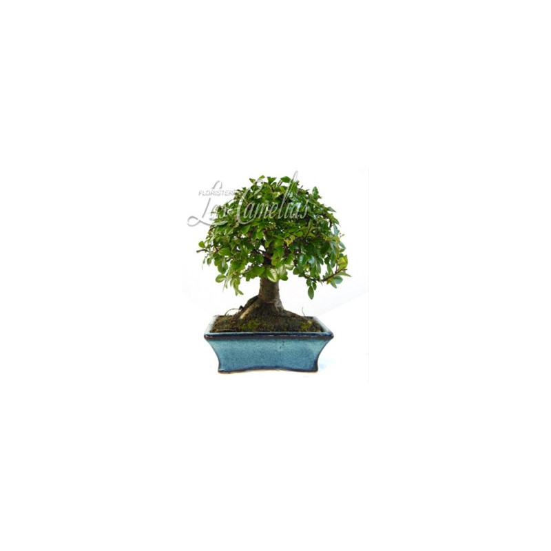 Bonsai