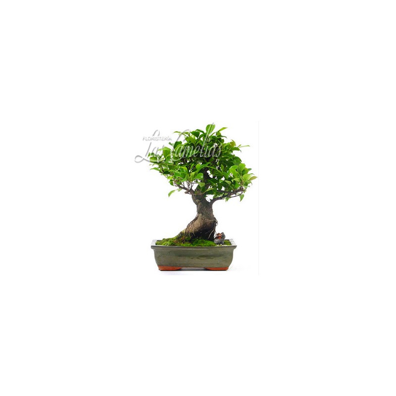 Bonsai