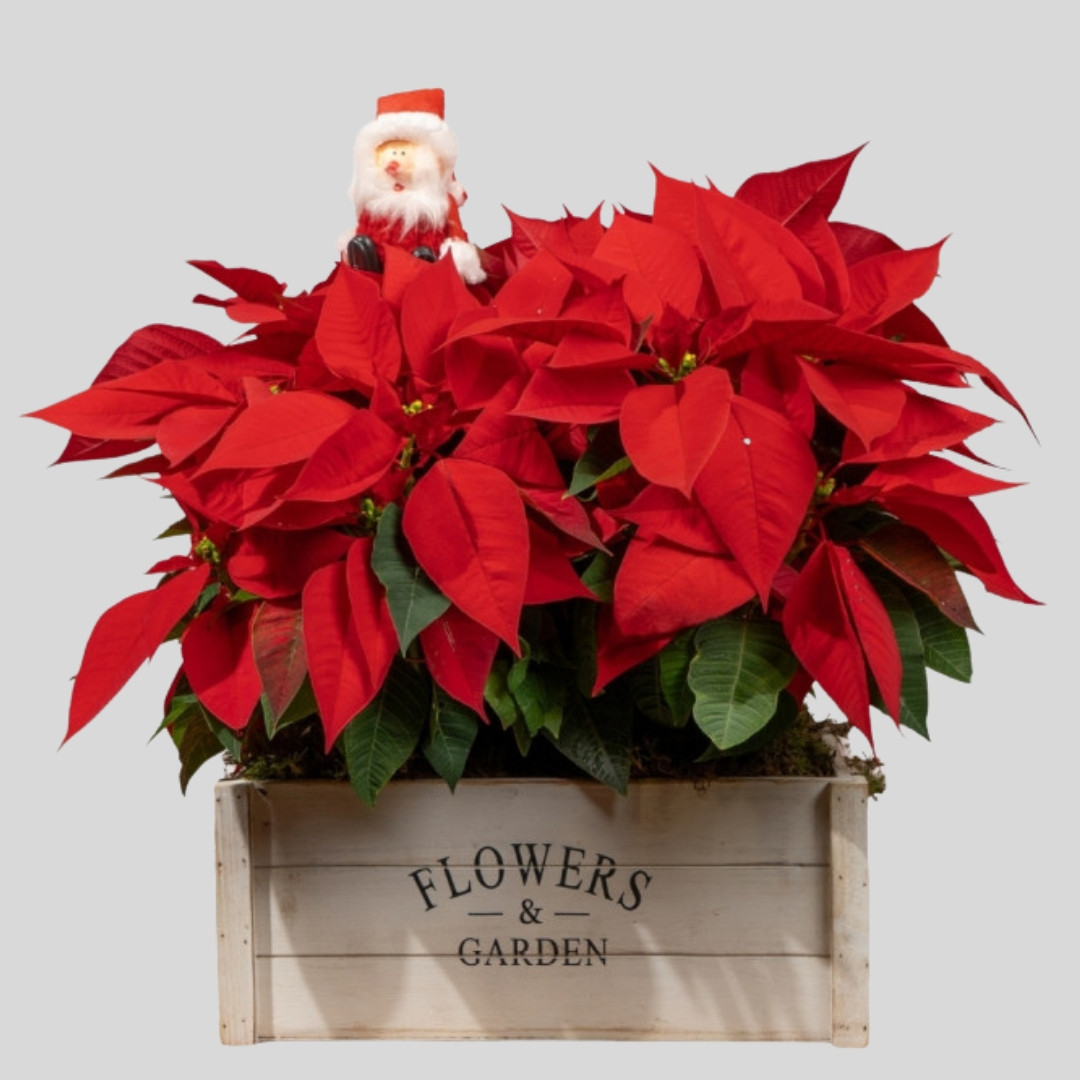 FLORES PASCUA Y CENTROS